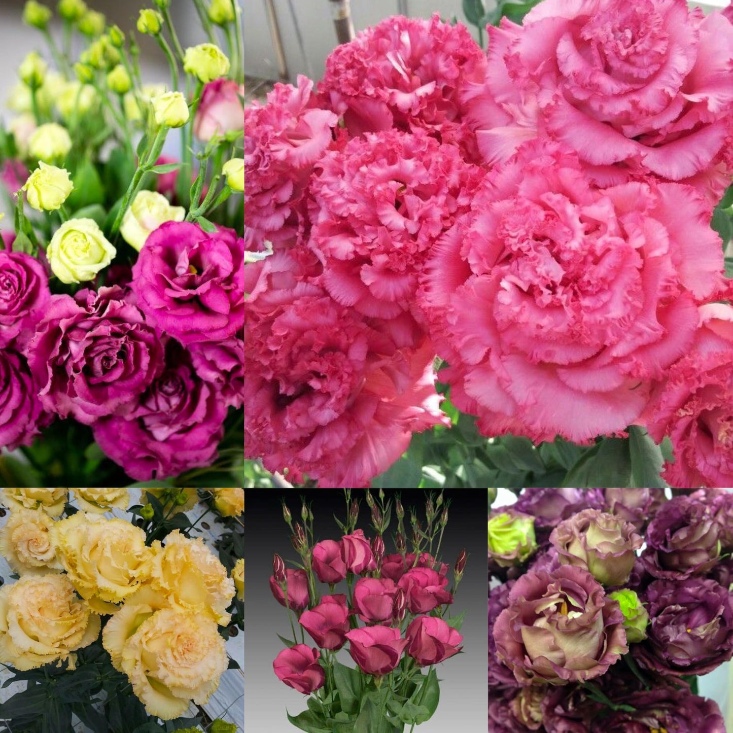 Radha Krishna Agriculture® Imported Lisianthus Flower Seeds for Home and Kitchen Gardening Pack of 100 seeds (MULTISHADE)