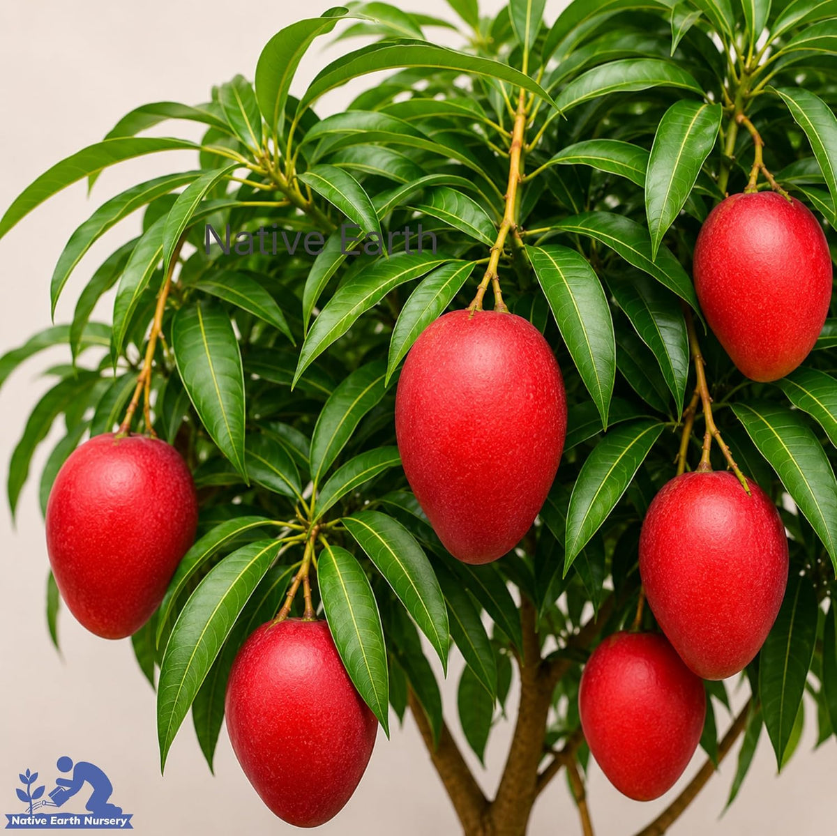 Seeds Ville Japanese Miyazaki Mango Grafted Live Plant Hybrid