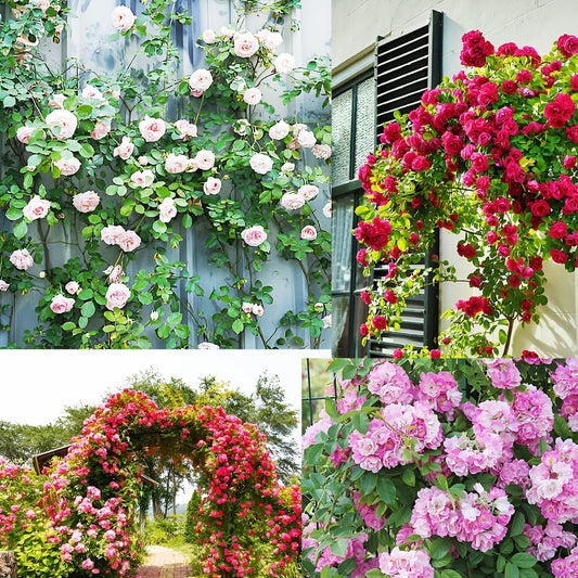 Climbing Rose Seeds – Multi Colour Hybrid Variety with 100% Germination for Balcony, Terrace, Home Garden & All Season Flowering || 90 + SEEDS