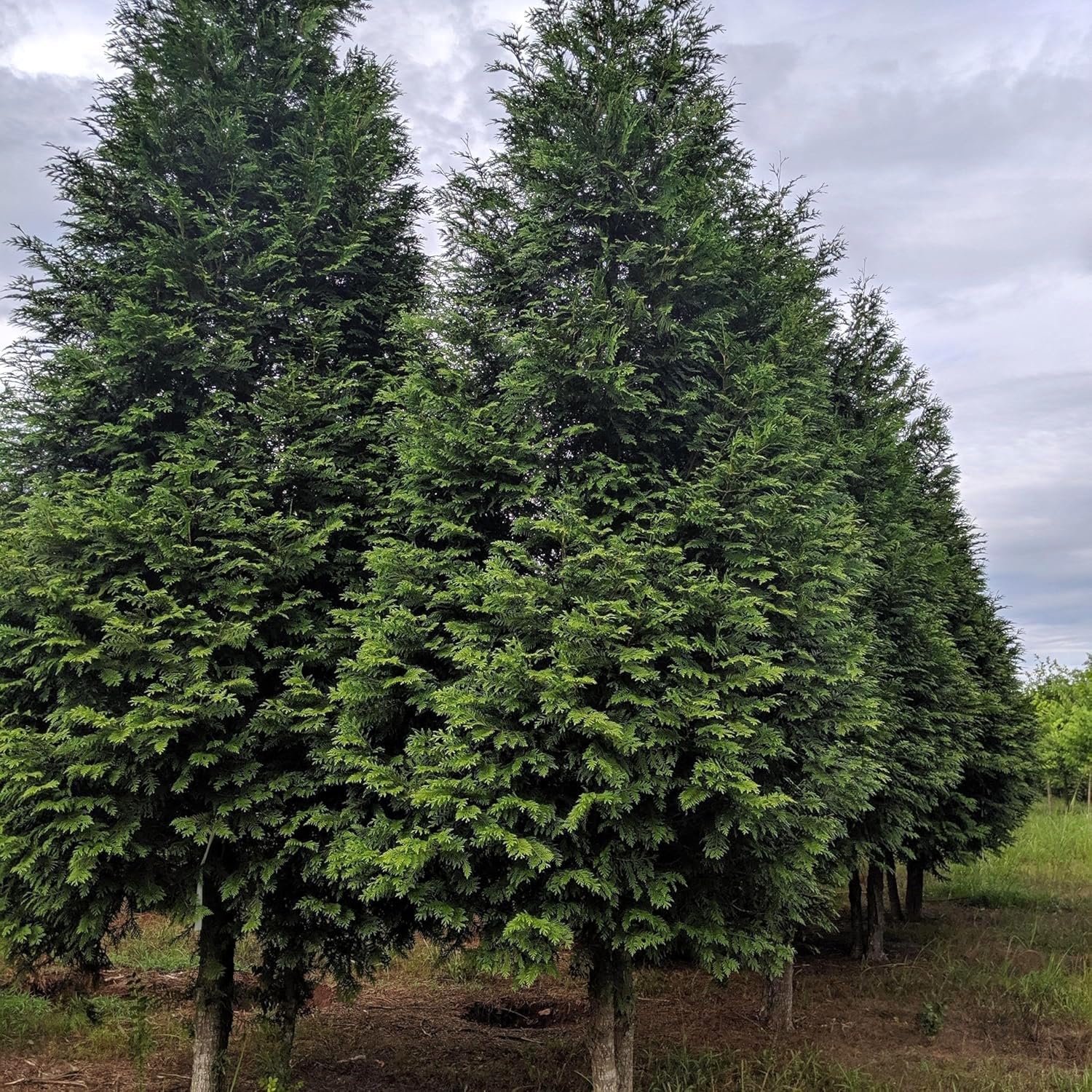 BlimBurn Giant Thuja Tree Seeds (Morpankh) for Home Garden - All Season Evergreen Plant Seeds - Drought Tolerant, Low Maintenance & Fast Growing (Pack of 35+ Seeds]