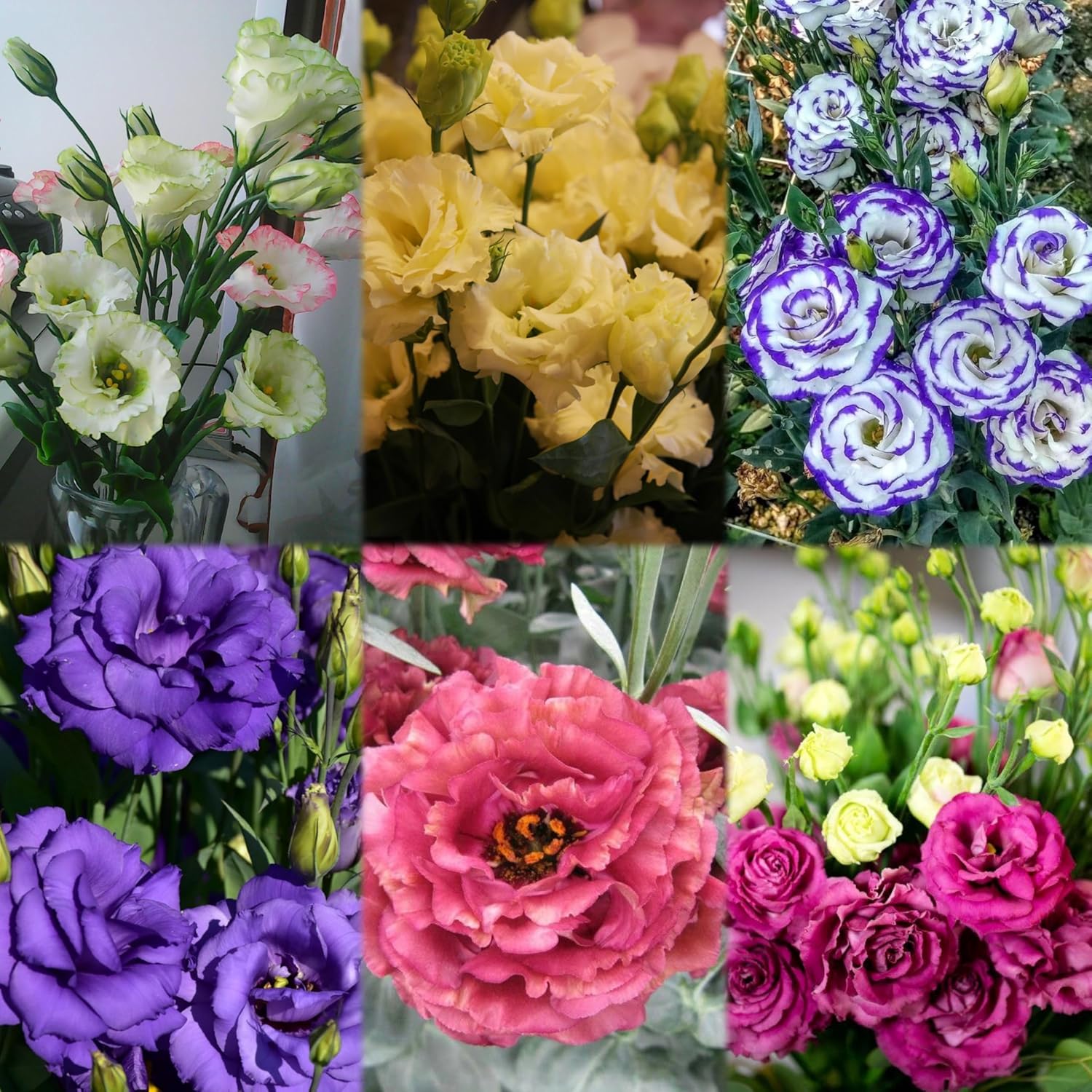 Radha Krishna Agriculture® Imported Lisianthus Flower Seeds for Home and Kitchen Gardening Pack of 100 seeds (MULTISHADE)
