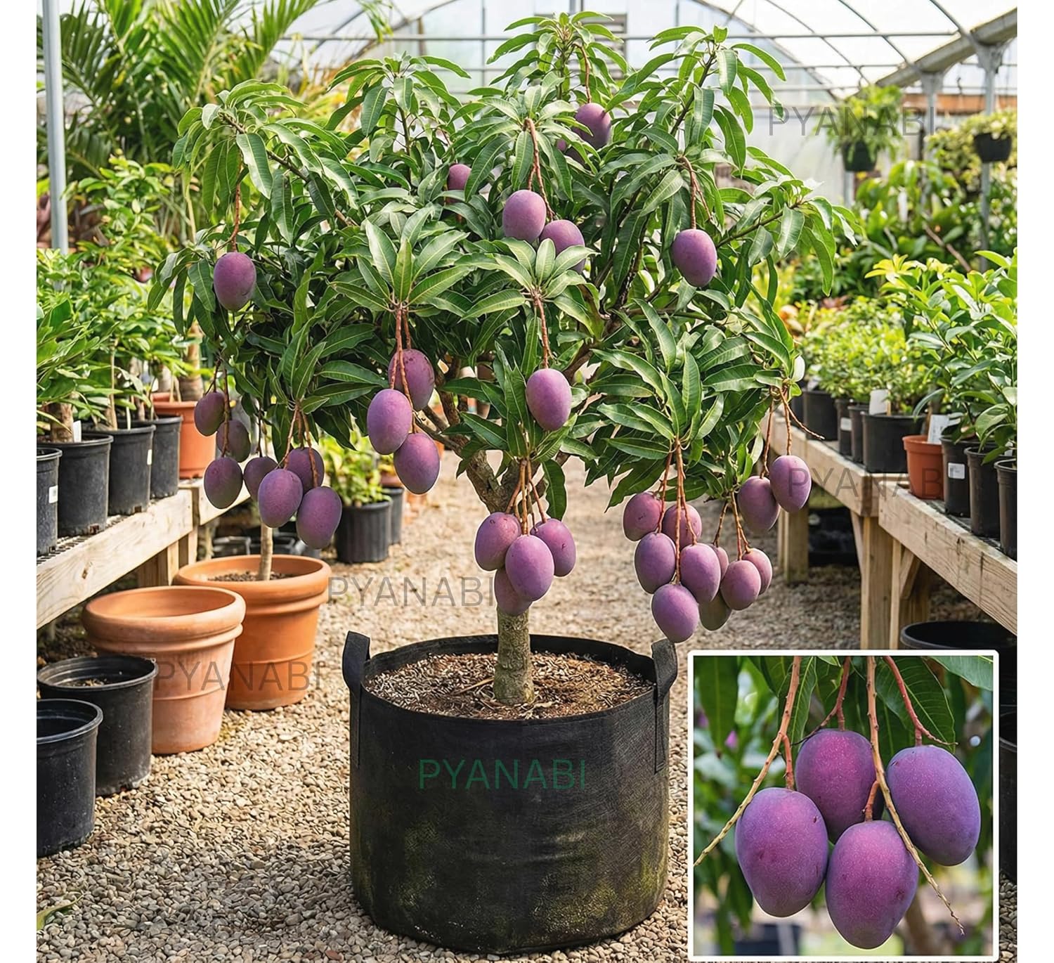 Purple Japanese Miyazaki Mango Plant Original Grafted Fruit Tree Height 1.5-3 Feet Plant Hybrid Plant Fruit In Just 2-3 Years Perfect For Home Gardens Mango Tree Taiyo No Tamago Eggs Of Sun