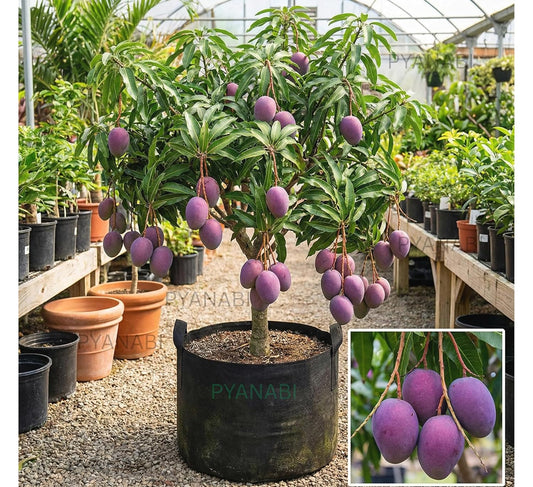 Purple Japanese Miyazaki Mango Plant Original Grafted Fruit Tree Height 1.5-3 Feet Plant Hybrid Plant Fruit In Just 2-3 Years Perfect For Home Gardens Mango Tree Taiyo No Tamago Eggs Of Sun