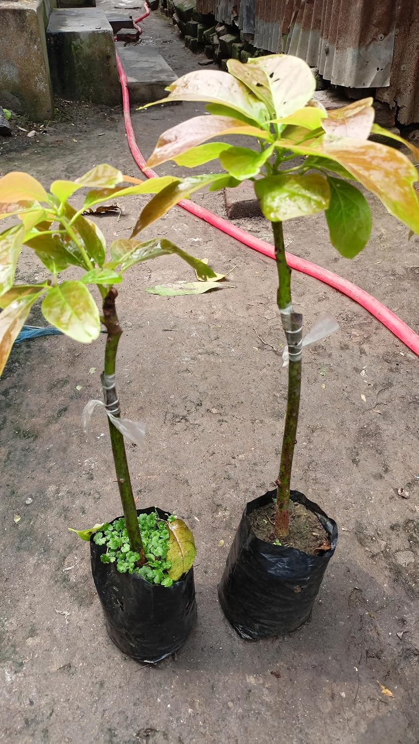 Seeds Ville Dwarf Hass Grafted Avocado Plant 38 cm