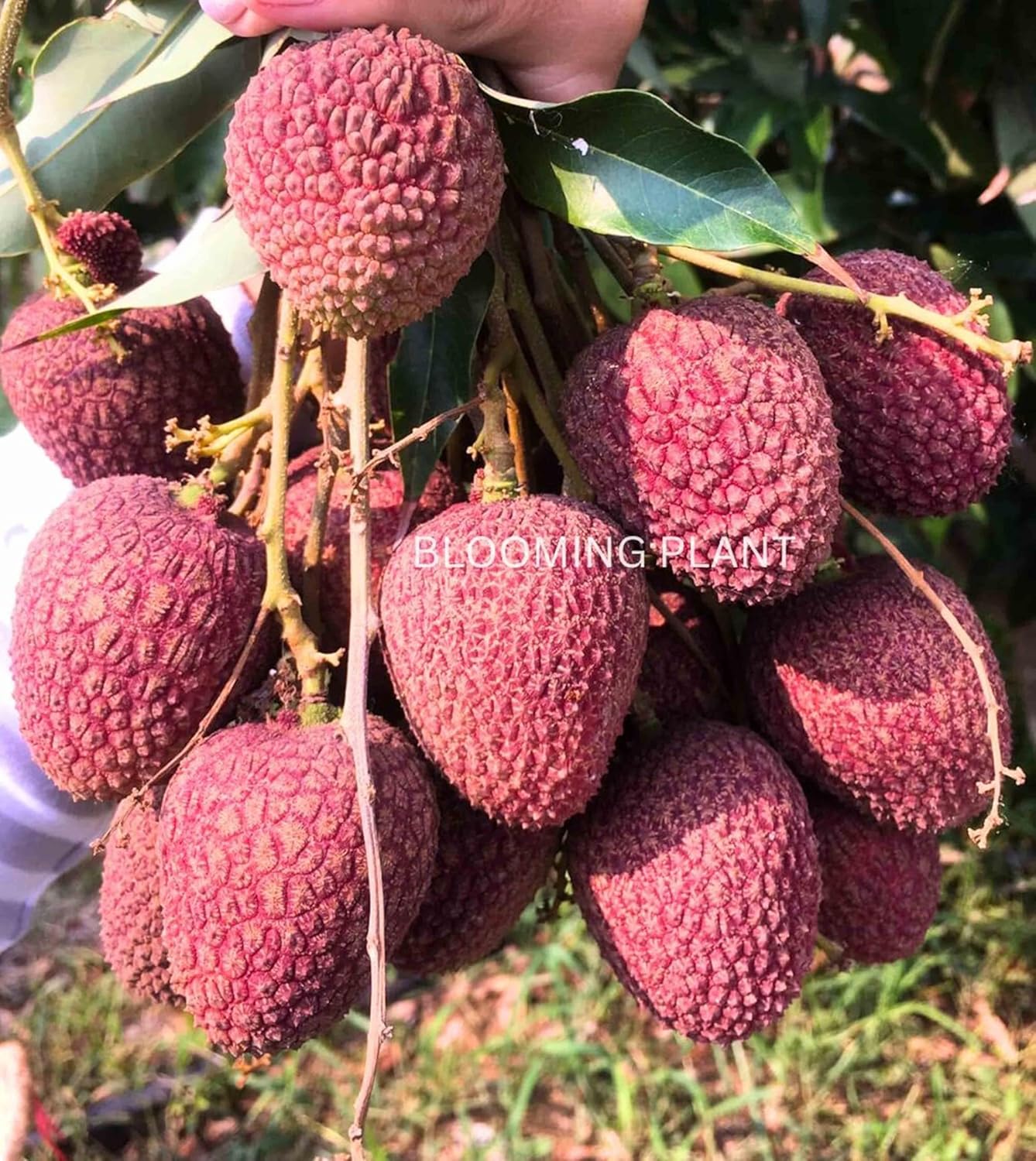 Muzaffarpur Shahi Litchi Fruit Live Plant | Lichi | Lychee | Lichu | Air Layered - Hybrid | High-Yield - Sweet Fruiting Tree For Home Garden (1-2 Feet Height 1 Leechi Plant in Poly Bag)