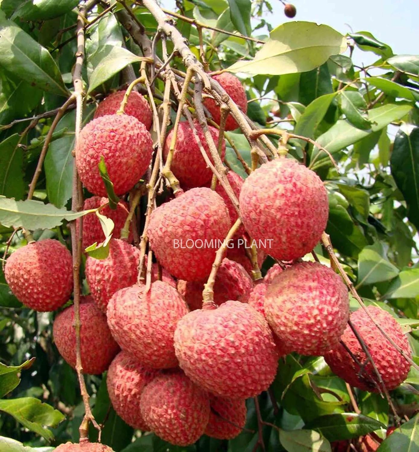 Muzaffarpur Shahi Litchi Fruit Live Plant | Lichi | Lychee | Lichu | Air Layered - Hybrid | High-Yield - Sweet Fruiting Tree For Home Garden (1-2 Feet Height 1 Leechi Plant in Poly Bag)