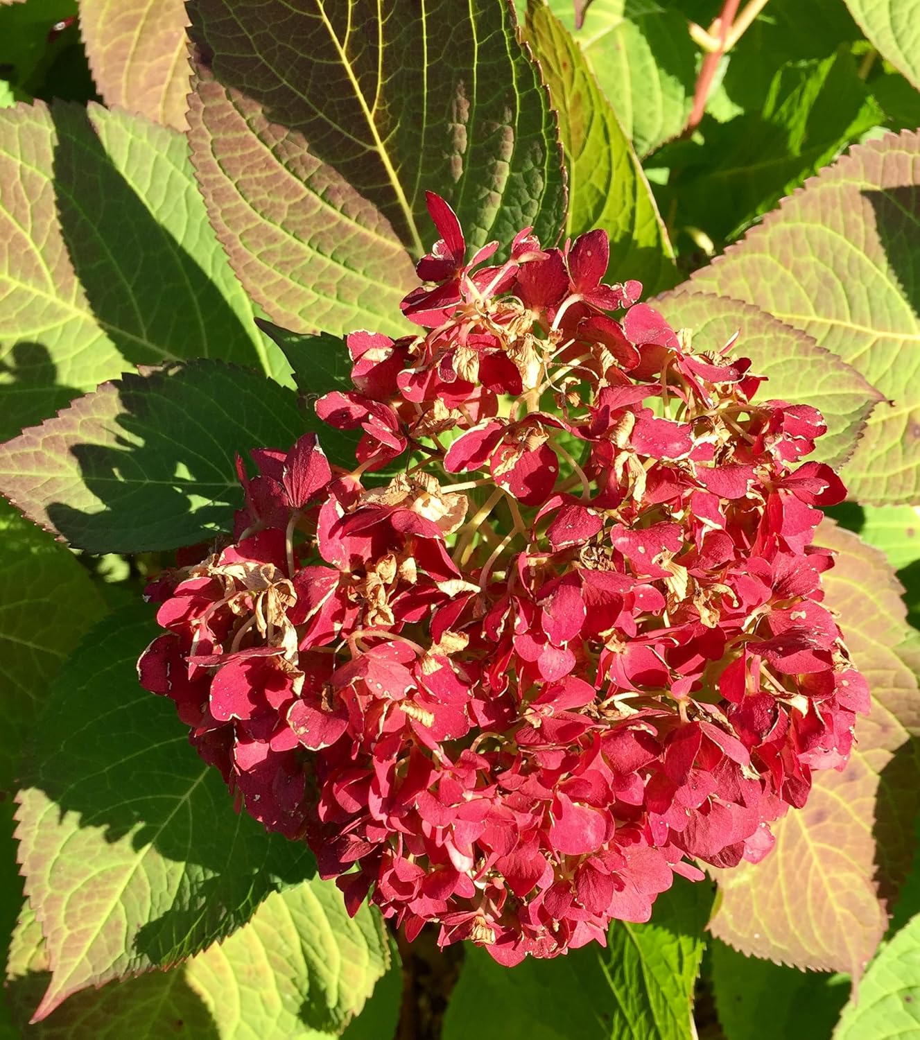 Hybrid Hydrangea Red Color Flower Live Plant Pack Of-1 (Original Variety) Healthy Plant With