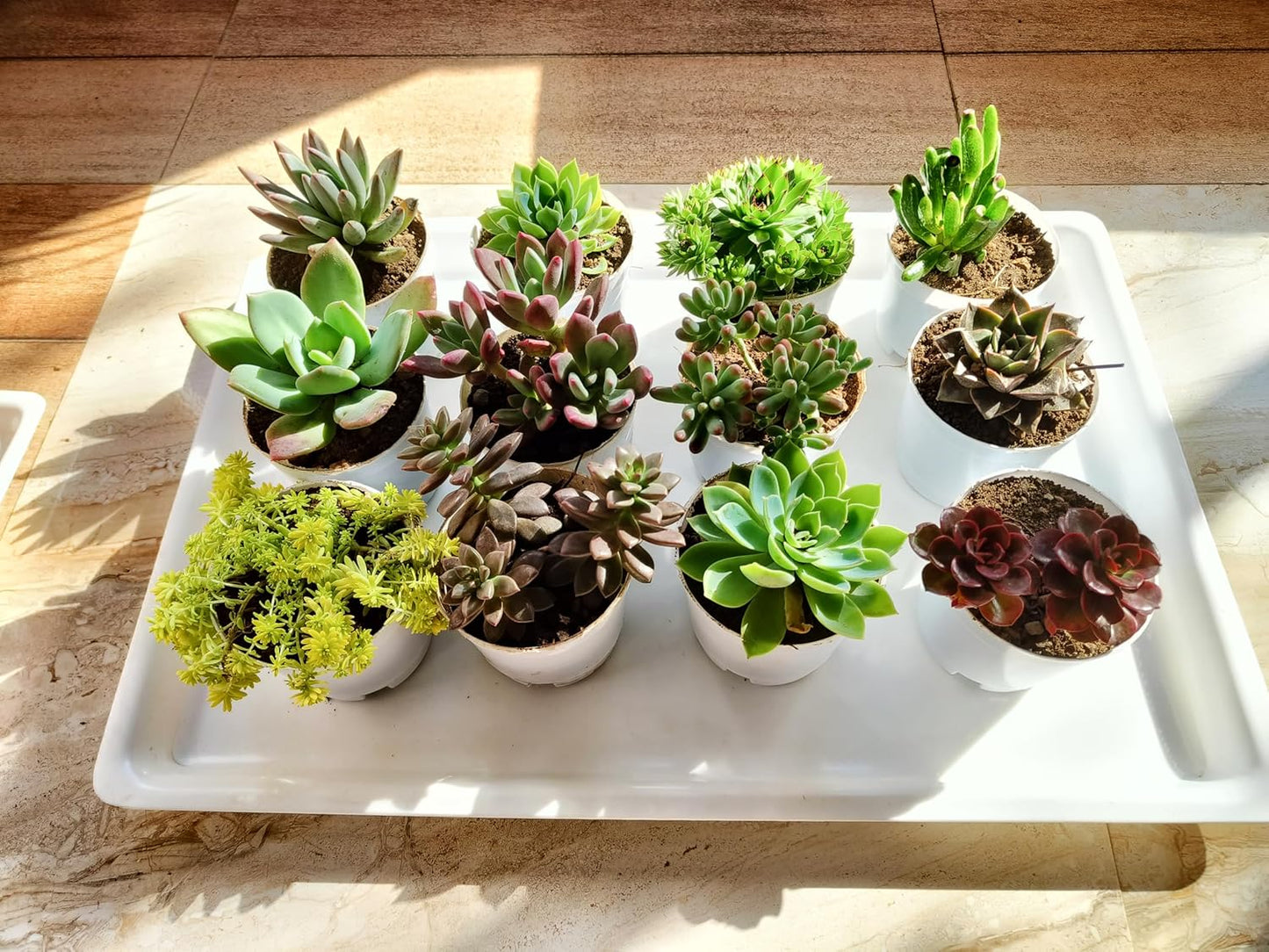 Farm Storey Assorted succulent plants set of 12, Any 12 live succulent plants variety, BARE ROOTED (without pot & without soil)
