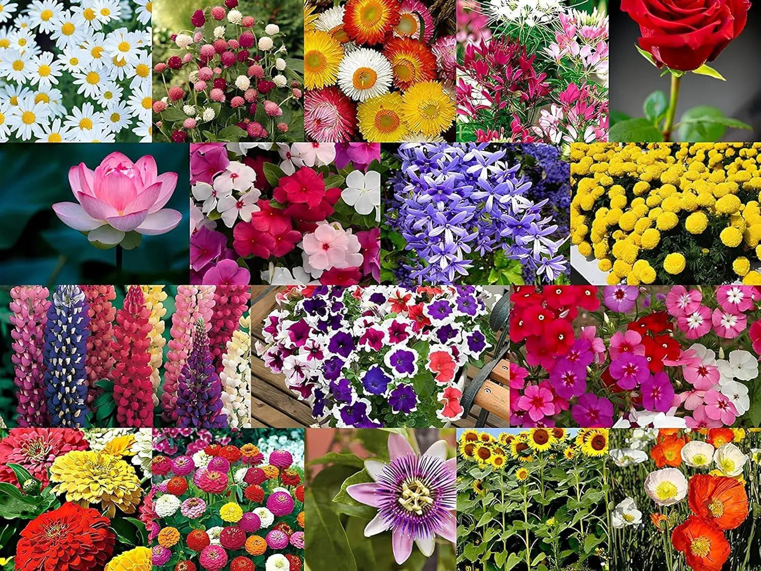 winter flower seeds combo pack 50 Varieties HYBRID Flower Seeds Combo - All Year Flower Seeds Combo Pack