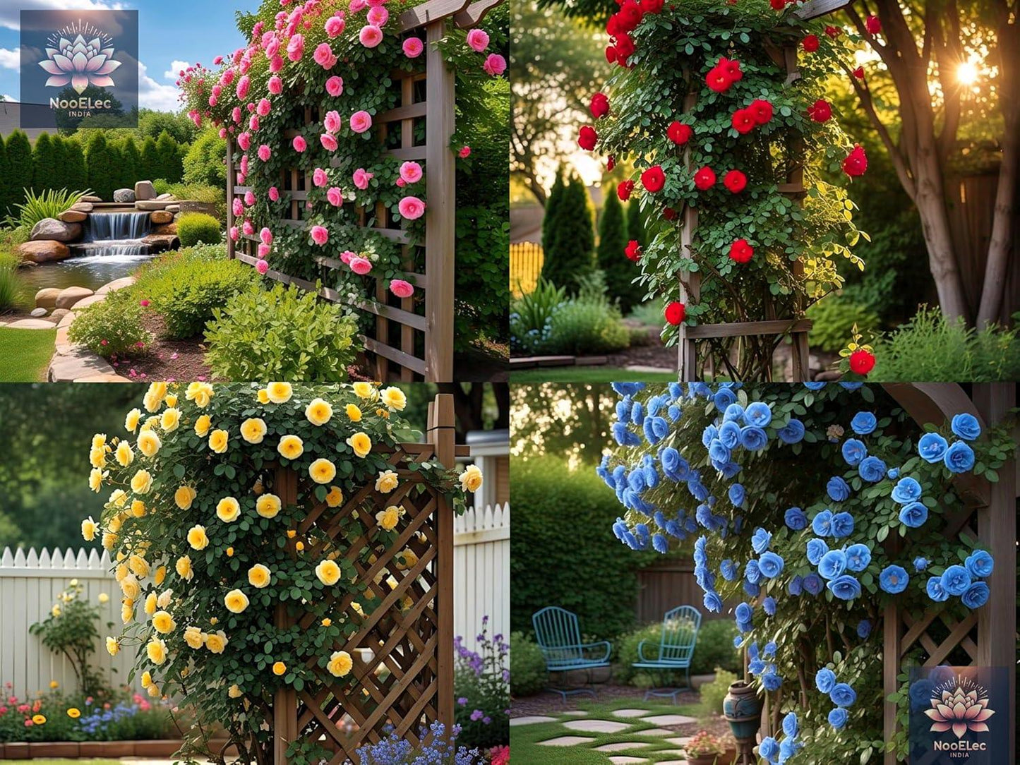 Climbing Rose Flower Seeds, 60 Seeds Pack - Hybrid, Year-Round Blooms, Minimal Care (MIX) - Seeds Ville