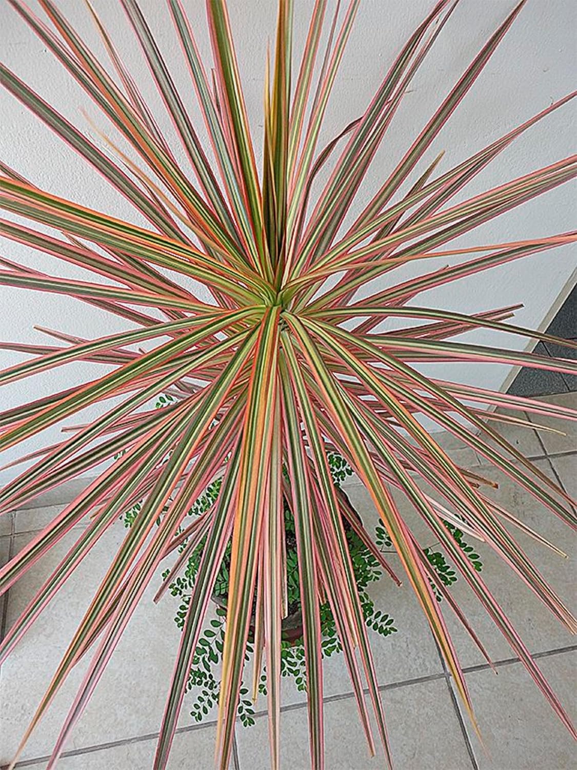 Live RED Dracaena Marginata Plant – Elegant Dragon Tree for Home & Office Decor, Air-Purifying Indoor Houseplant, Pack of 1 (RED)