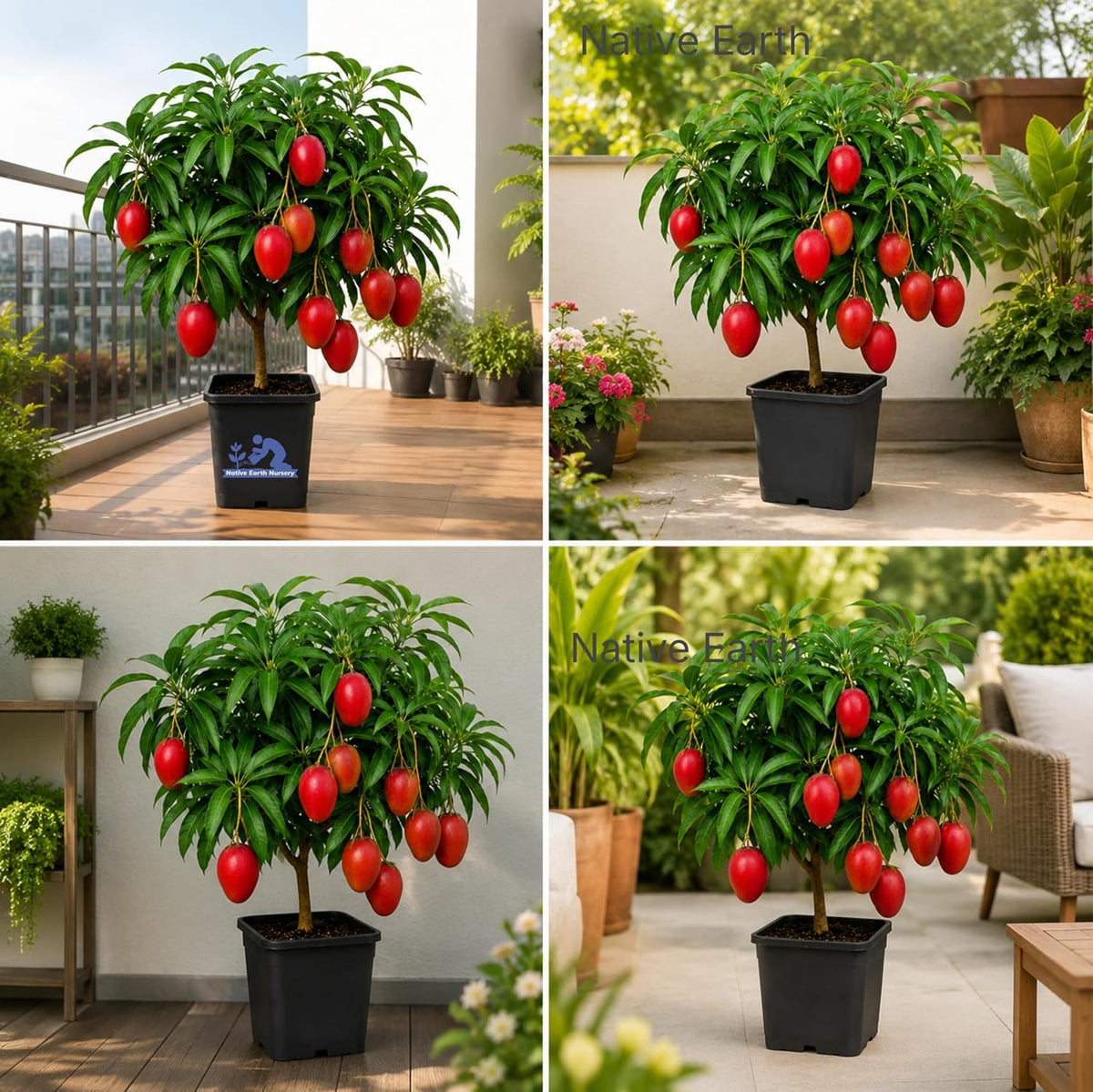 Seeds Ville Japanese Miyazaki Mango Grafted Live Plant Hybrid