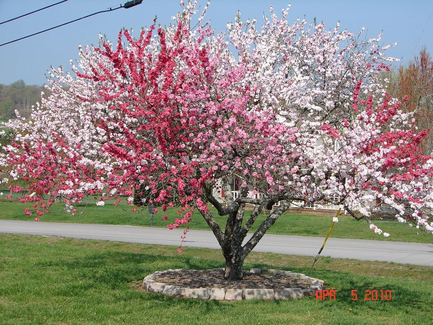 35+ SEEDS- Peach Flower Tree Seeds For Planting- Grow Year Round. (PINK)