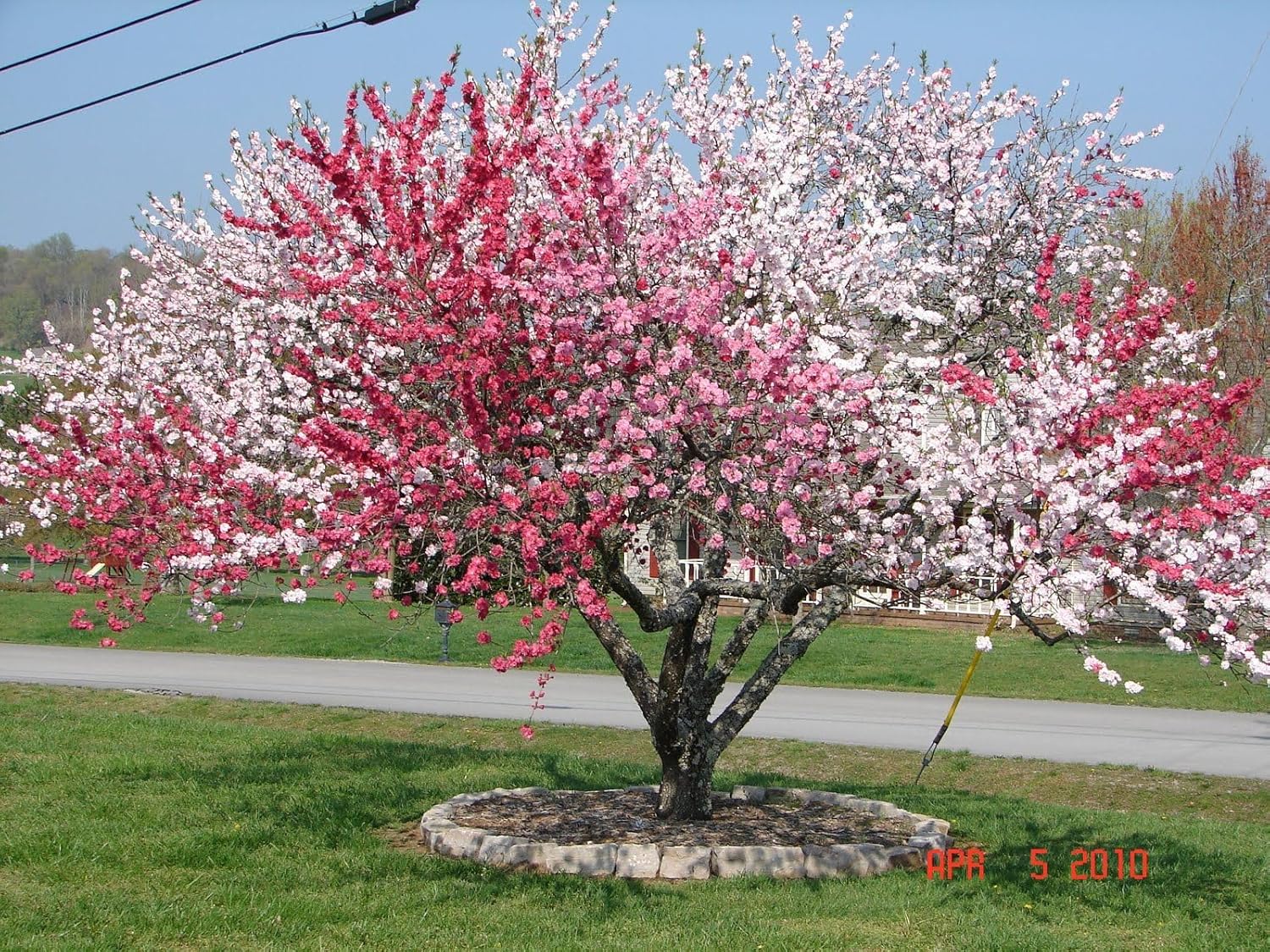 35+ SEEDS- Peach Flower Tree Seeds For Planting- Grow Year Round. (PINK)