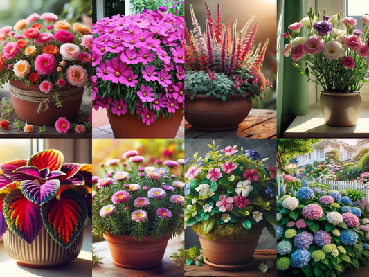 All Year Growing Flower Seeds Combo Pack- 8 Packs of Hybrid Flower Seeds. - Seeds Ville