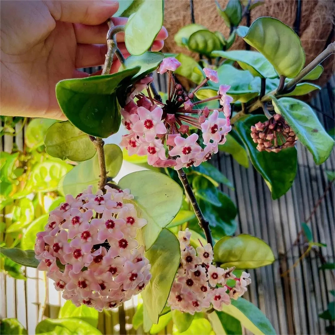 https://cdn.shopify.com/s/files/1/0717/0480/5420/files/972be8b7a826f6da731bd34b9546d97c_1296x_43874705-7554-4c03-9694-da189c6bdc48.webp?v=1771234937