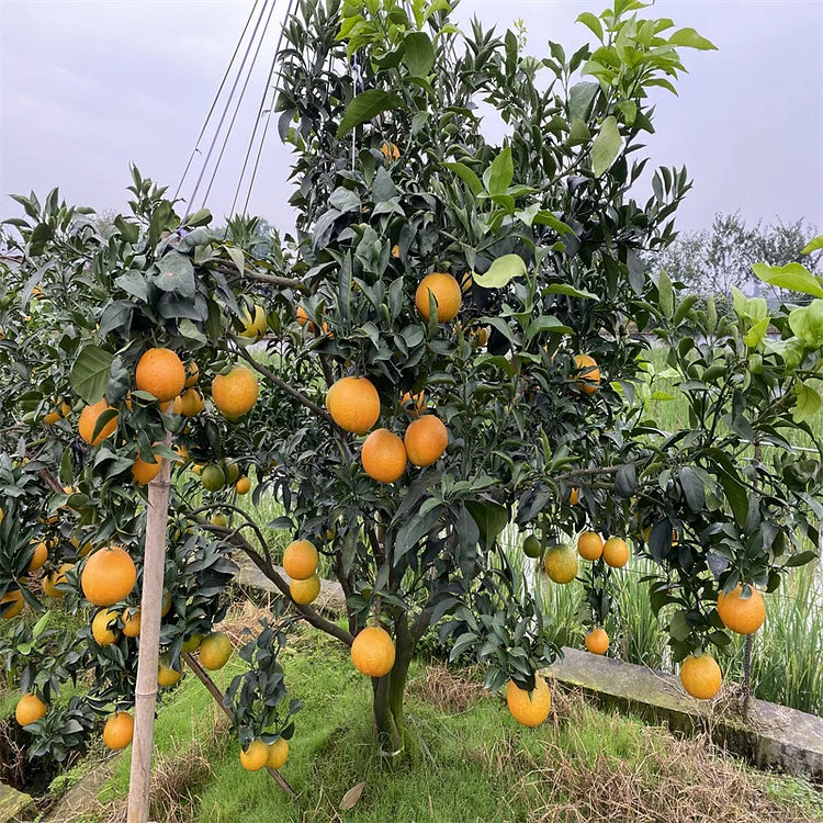 Organic Jelly Orange Seeds - Grow Your Own Sweet, Vibrant Citrus Fruit at Home