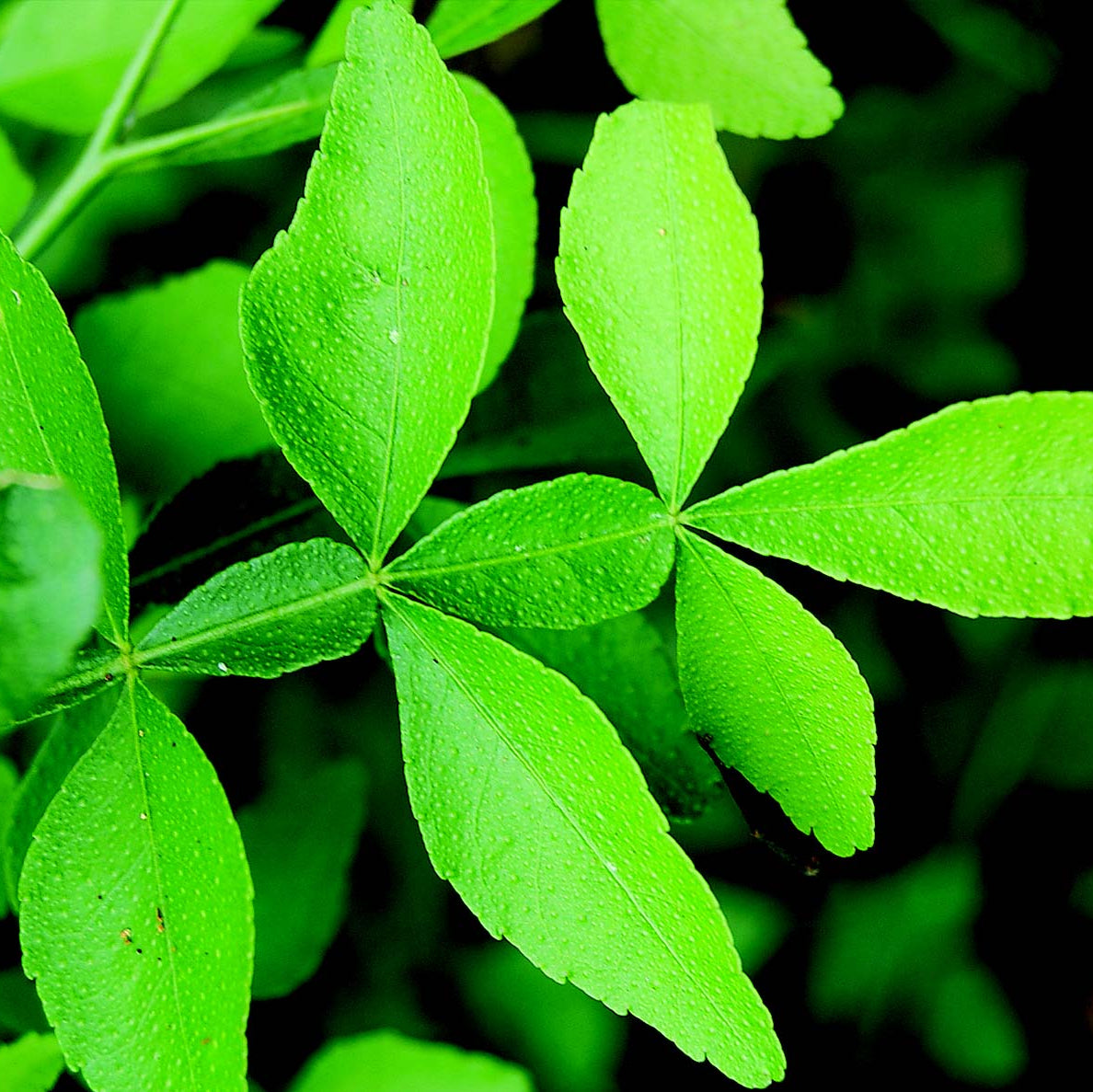 Seeds Ville 9 Leaves Maha Vilvam Bilva Live Plant