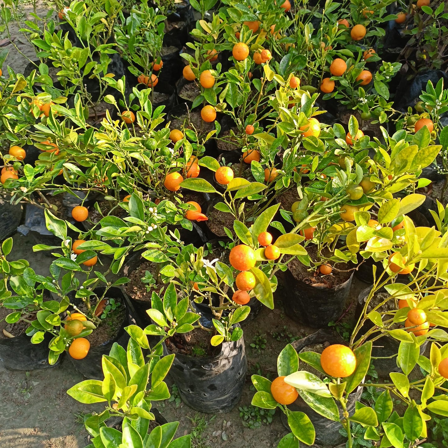 Avocado Frout Plant (Plant height 1.5-2.5 Feet) Butter Fruit - Plant Hybrid Hass Avocado Persea Americana Alligator Pear Butter Fruit Vena Ey Evokaido Phal Aveakkadea Phalam Rare Variety Tree