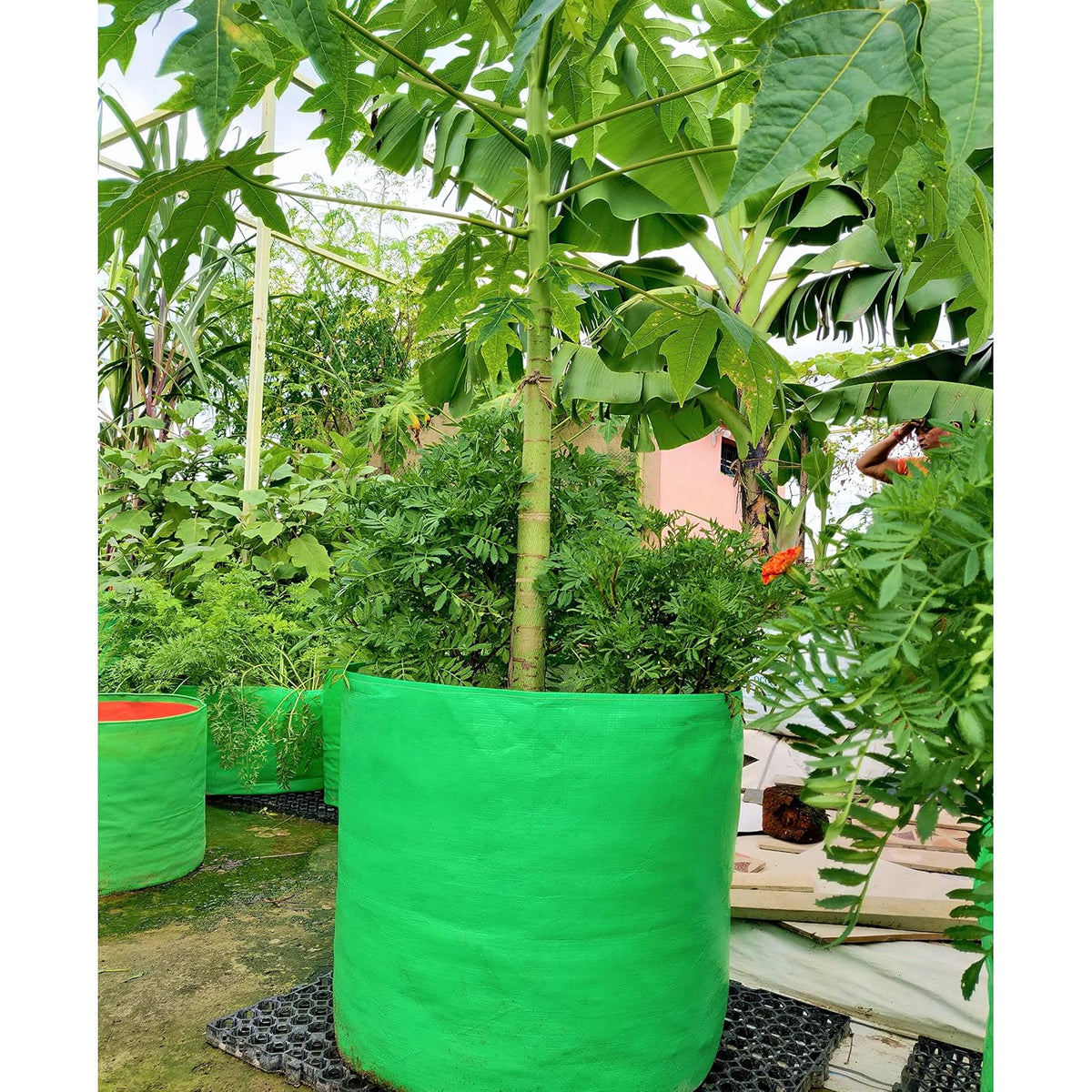 Seeds Ville HDPE Grow Bag for Fruit Trees 61x61 cm