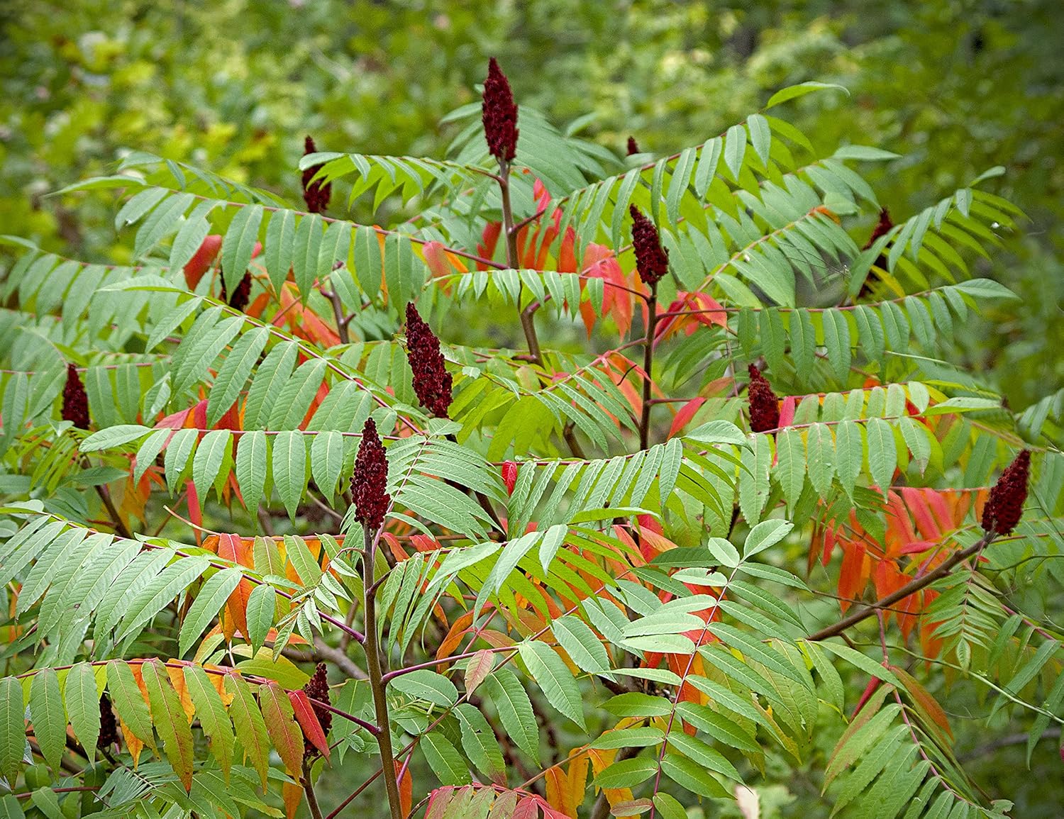 planting sumac seeds 50+ SEEDS- Staghorn Sumac Flower Seeds For Planting Home Garden. Grow Year Round
