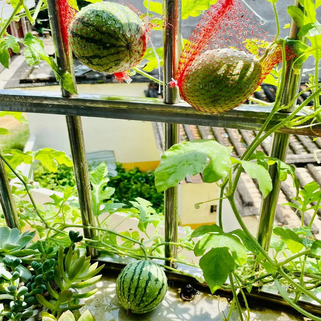 Sweet Juicy Potted Watermelon Seeds for Easy Home Container Gardening