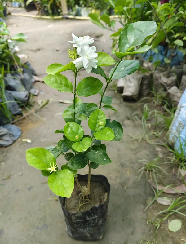 https://d1311wbk6unapo.cloudfront.net/NushopCatalogue/tr:f-webp,w-600,fo-auto/682d931e48472f02f6a0bb8a/cat_img/Arabian_Jasmine_Flower_hybrid_Plant__F1LW5VKIUX_2025-06-05_4.png