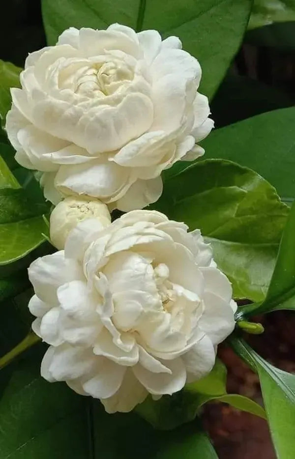 https://d1311wbk6unapo.cloudfront.net/NushopCatalogue/tr:f-webp,w-600,fo-auto/682d931e48472f02f6a0bb8a/cat_img/Arabian_Jasmine_Flower_hybrid_Plant__O98SSW49BW_2025-06-05_2.webp