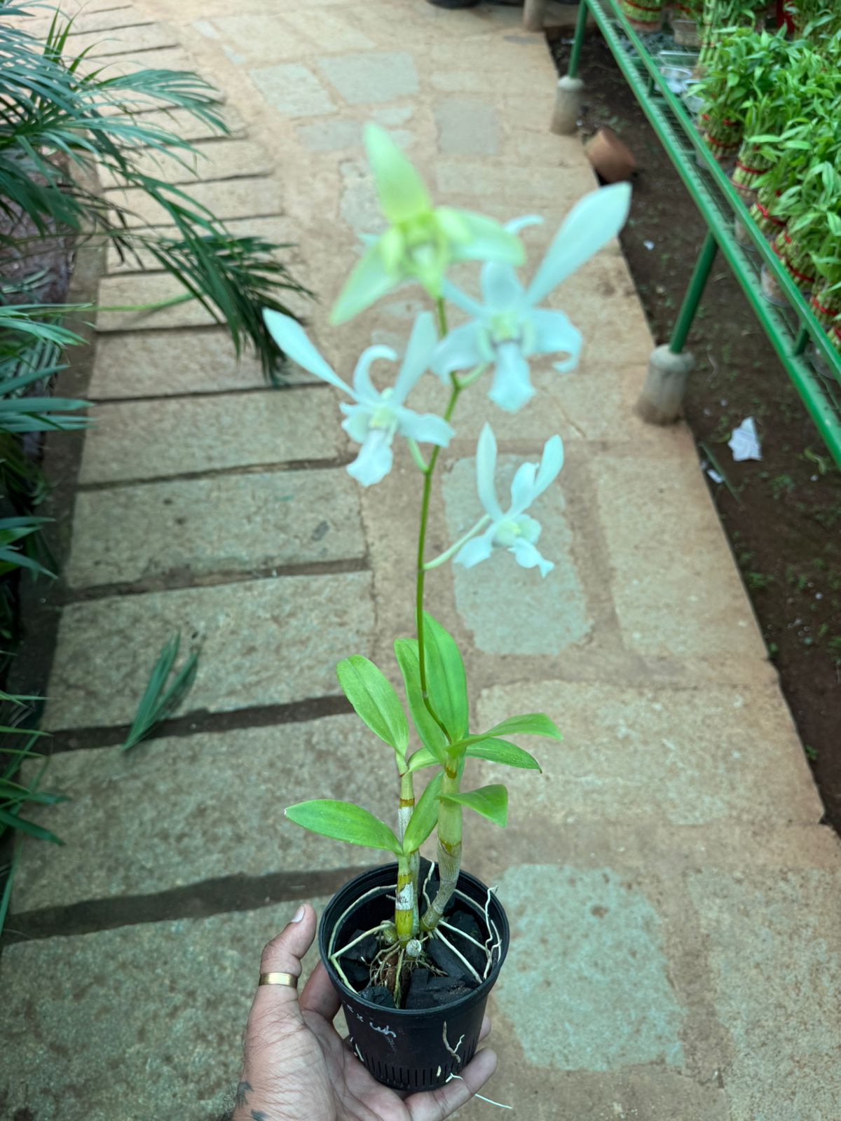 Seeds Ville Dendrobium Caesar White Live Orchid Plant