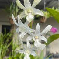 Seeds Ville Dendrobium Caesar White Live Orchid Plant