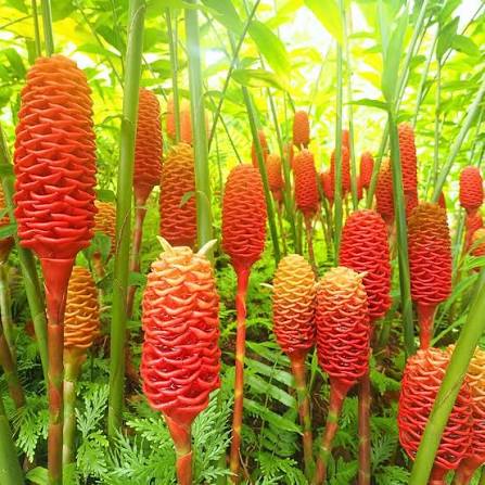 Seeds Ville Shampoo Ginger Lily Flowering Live Plant