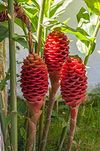 Seeds Ville Shampoo Ginger Lily Flowering Live Plant