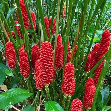Seeds Ville Shampoo Ginger Lily Flowering Live Plant