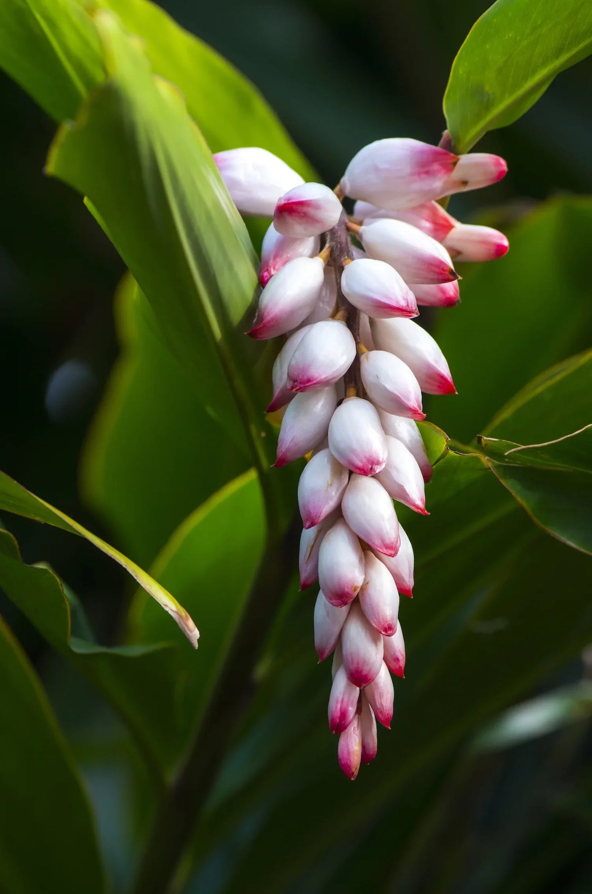 Seeds Ville Shell Ginger Flowering Live Plant