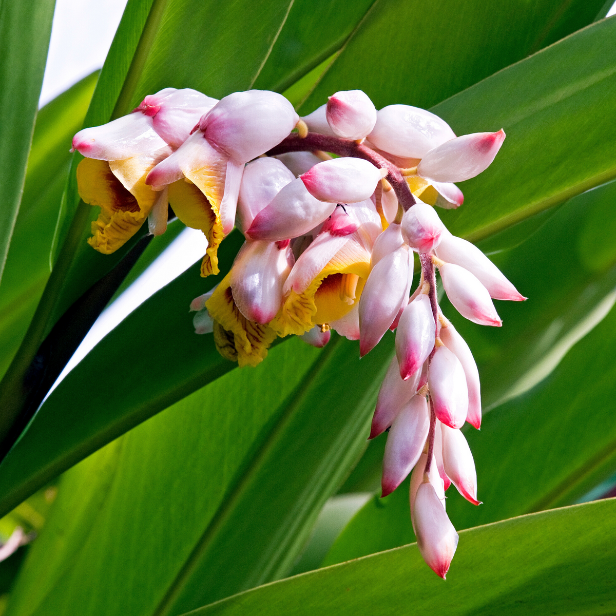 Seeds Ville Shell Ginger Flowering Live Plant