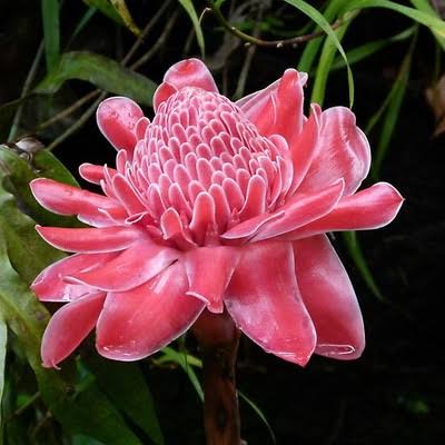 Seeds Ville Torch Ginger Live Plants Grow All India