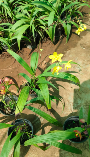 Seeds Ville Spathoglottis Plicata Yellow Ground Orchid Live Plant