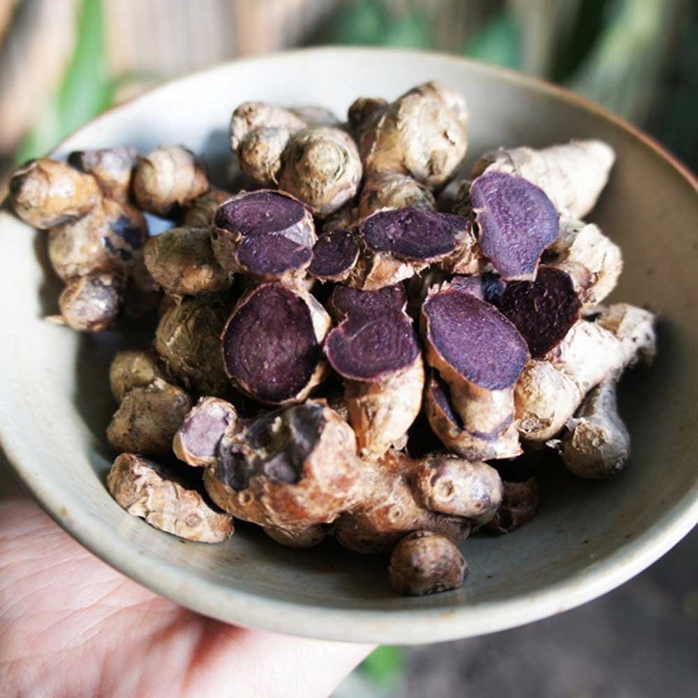 Seeds Ville Black Ginger Rare Medicinal Live Plant