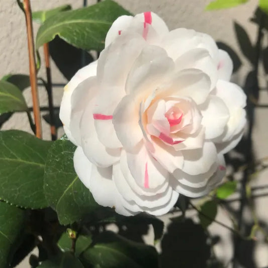 https://d1311wbk6unapo.cloudfront.net/NushopCatalogue/tr:f-webp,w-600,fo-auto/Camellia_Dwarf_Varieties_Flower_Plant__BXXNEBP56B_2023-10-03_1.jpg