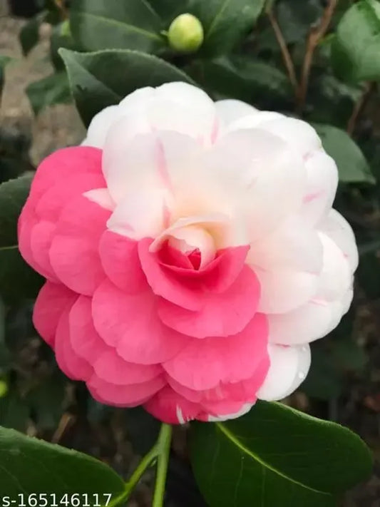 https://d1311wbk6unapo.cloudfront.net/NushopCatalogue/tr:f-webp,w-600,fo-auto/Camellia_Dwarf_Varieties_Flower_Plant__RIPD9HDHEC_2023-10-03_1.webp