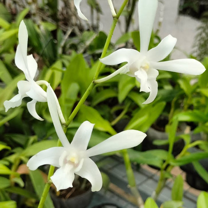 Seeds Ville Dendrobium Caesar White Live Orchid Plant