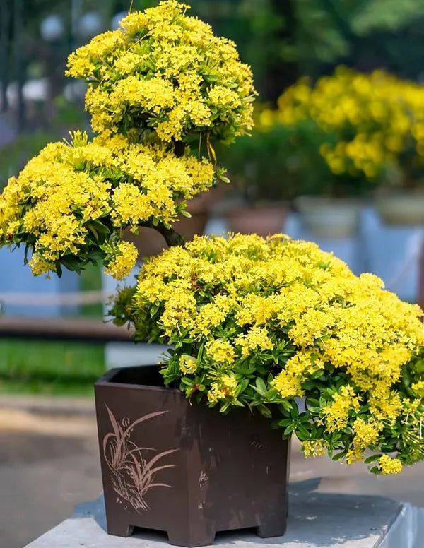 https://d1311wbk6unapo.cloudfront.net/NushopCatalogue/tr:f-webp,w-600,fo-auto/6895bfd6ed4d9e6c607e7d78/cat_img/DHcHs6LL_S7XDPYRYXN_2025-11-13_2.jpg