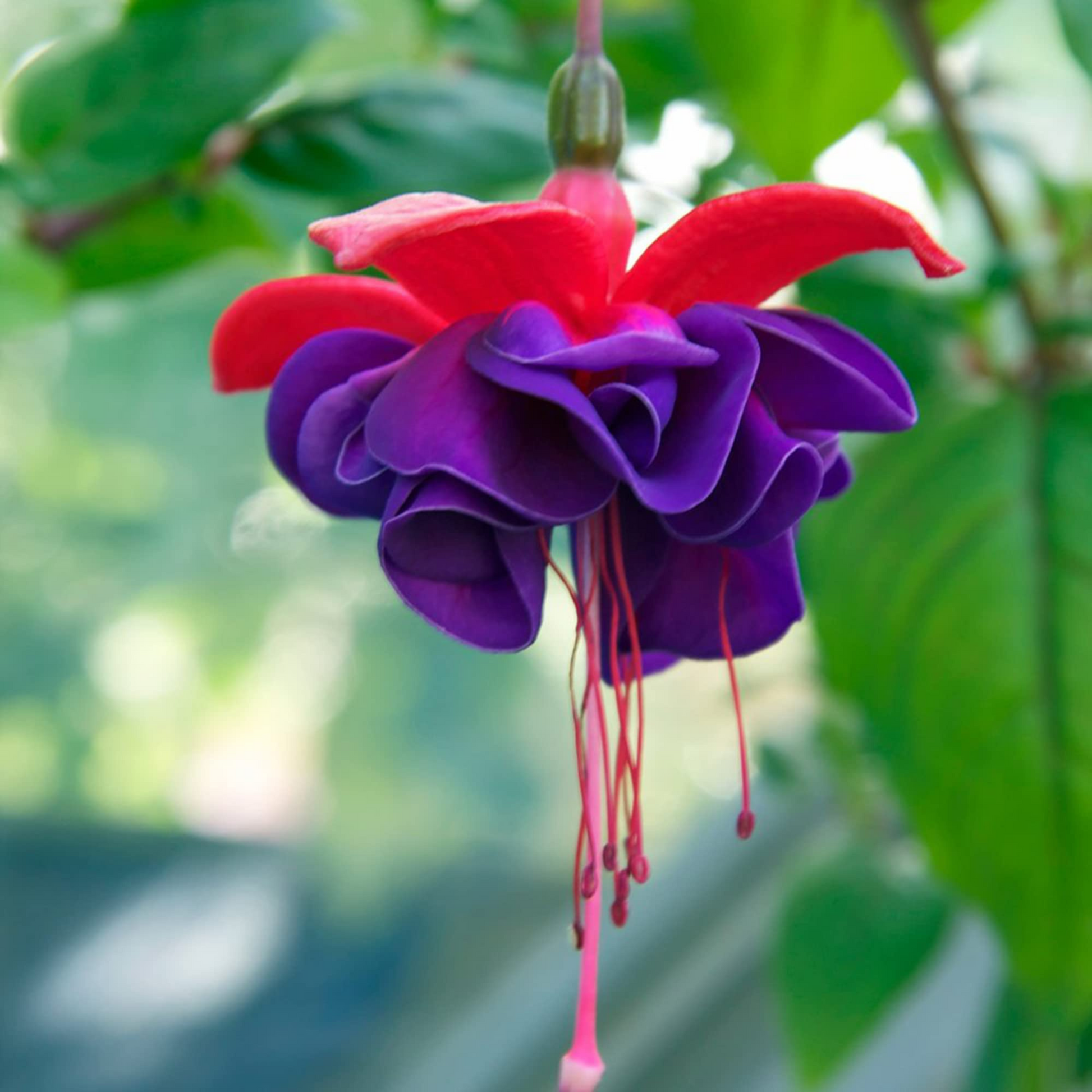https://cdn.shopify.com/s/files/1/0944/0605/0088/files/FuchsiaPurple_Fuchsiamagellanica_FragrantRareAllTimeFloweringLivePlant-Seed2Plant-2.png?v=1755510187