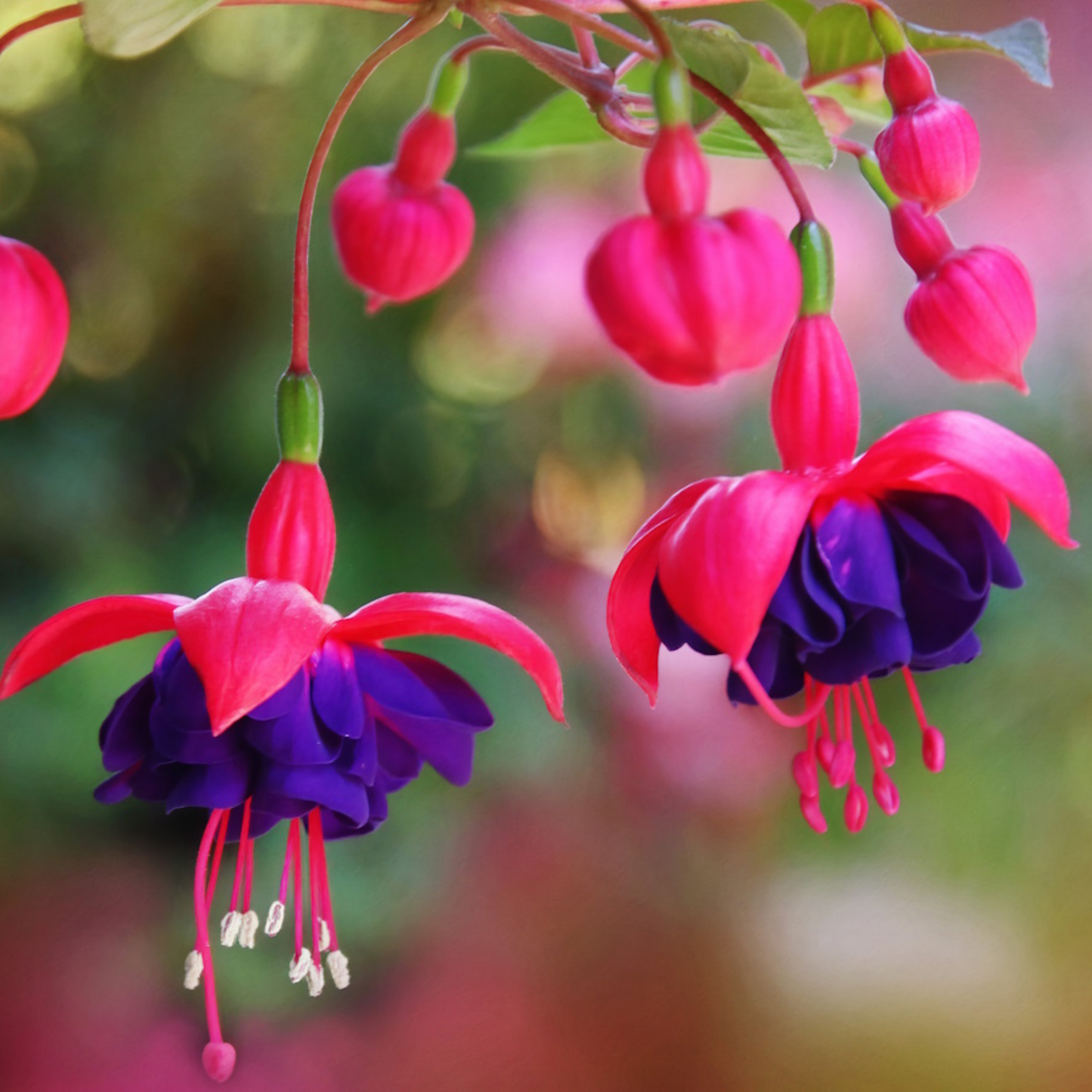 https://cdn.shopify.com/s/files/1/0944/0605/0088/files/FuchsiaPurple_Fuchsiamagellanica_FragrantRareAllTimeFloweringLivePlant-Seed2Plant-3.png?v=1755510187