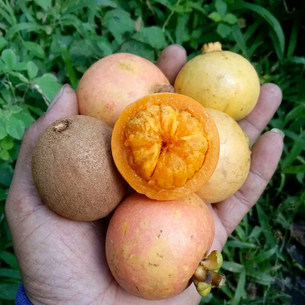 Chop-Chopa Orange Yellow Mangosteen Live Plant Garcinia Kydia Seedling