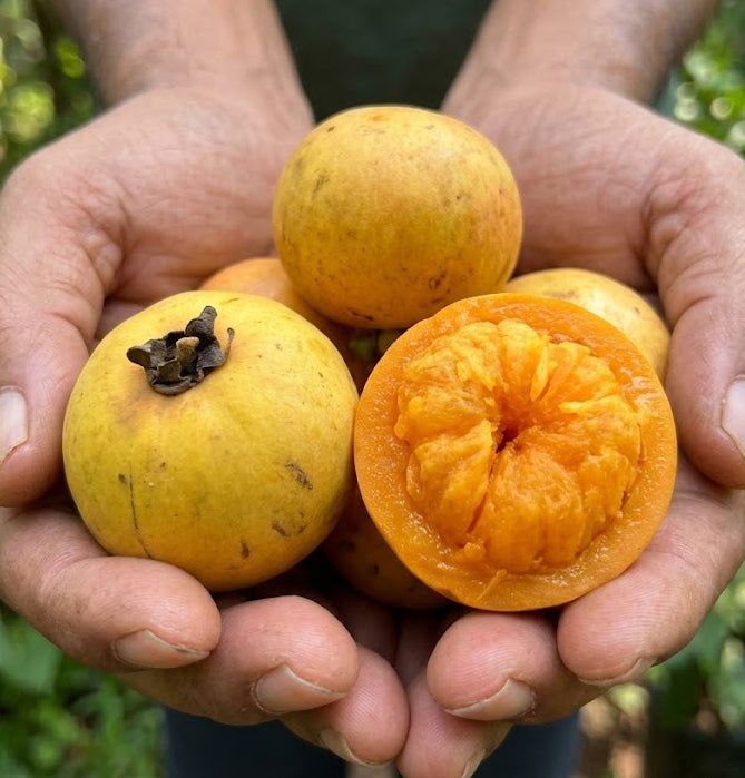Chop-Chopa Orange Yellow Mangosteen Live Plant Garcinia Kydia Seedling