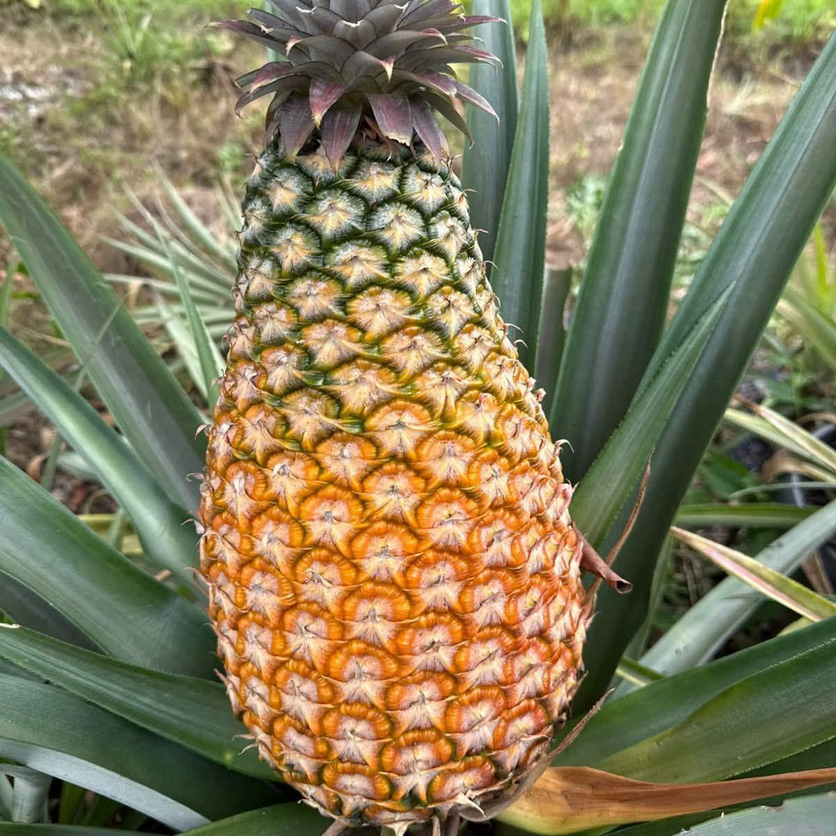 Giant Kew Pineapple Plant Suckers Thornless 4-7 kg Fruit