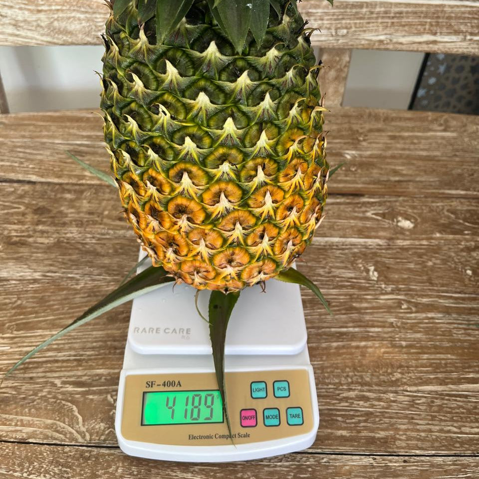 Giant Kew Pineapple Plant Suckers Thornless 4-7 kg Fruit