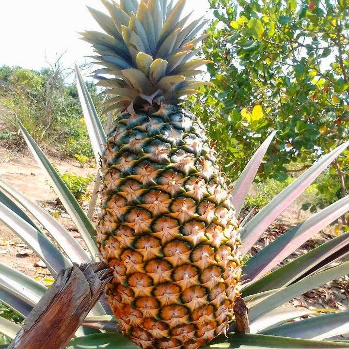 Giant Kew Pineapple Plant Suckers Thornless 4-7 kg Fruit