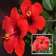 Seeds Ville Lantern Lanthana Hibiscus Flower Plant 30-60 cm Orange